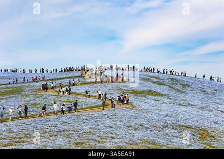 HITACHI SEASIDE PARK, JAPAN, 26. APRIL 2023: Festival des Frühlings und der blauen Blumen. Teppich der blauen Nemophila. Amerikanische Vergissmeinnots - blühen auf dem hil Stockfoto