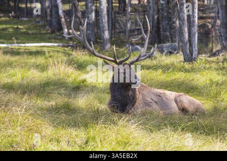 Edler, großer Hirsch, der im Gras liegt. Toller Safaripark Omega in der Nähe von Montreal Stockfoto