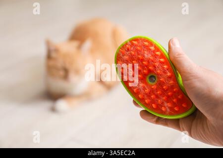 Frau, die eine Bürste mit Tierhaaren hält, und Katze drinnen, selektiver Fokus Stockfoto