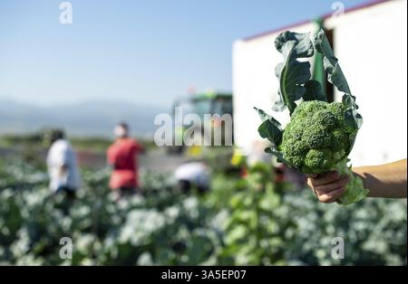 Der Arbeiter zeigt Brokkoli auf der Plantage. Brokkoli pflücken. Traktor und automatisierte Plattform im großen Brokkoli-Garten. Sonniger Tag. Die Frau hält den Brokkoli-Kopf Stockfoto