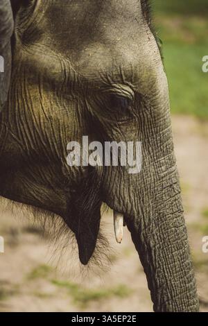 Ein Elefantenkopf im Profil mit sichtbarem Zahn, auf natürlichem Hintergrund, Yala-Nationalpark, Sri Lanka, Asien Stockfoto