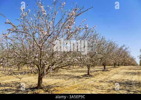 Ein Hain blühender Mandelbäume. Glatte Reihen von Bäumen auf rotem Boden. Frühling in Israel. Weiße Doppelblumen eines Mandelbaums mit blassrosa Stockfoto