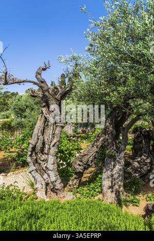 In Gethsemane wachsen sehr alte Oliven. Der alte und gepflegte Garten Getsemani im heiligen Jerusalem. Der Begriff von Geschichte, Religion und eth Stockfoto