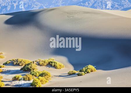 Die sanften Kurven der gelben Sanddünen. Heißer und windiger Morgen in der Wüste. Trockene Büsche sorgen für lange Schatten. Heißer Herbst im Death Valley, USA, Nord A Stockfoto