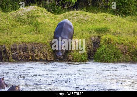 Riesiges Nilpferd steigt zum See ab. Flusspferde ist eines der größten modernen Landtiere. Afrika. Jeep Safari Masai Mara, Kenia. Konzept von Exotic, ext Stockfoto