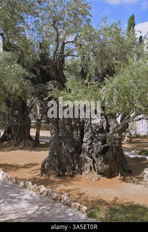 Das ewige heilige Jerusalem. Einer der acht sehr alten Olivenbäume im Garten Gethsemane Stockfoto