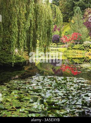 Ruhiger Teich, mit Lilien bewachsen, inmitten der Trauerweiden. Fantastische Butchart Gardens mit Blumenmuster auf Vancouver Island, Kanada, Nordamerika Stockfoto