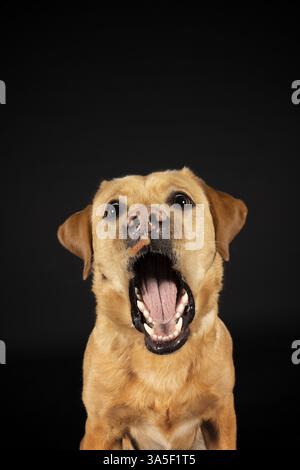 Labrador Retriever Stockfoto