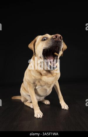Labrador Retriever Stockfoto