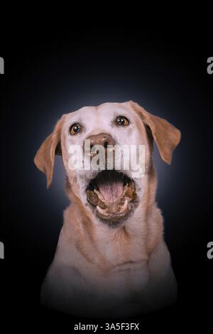 Labrador Retriever Stockfoto
