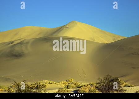 Die sanften Kurven der gelben Sanddünen. Trockene Büsche sorgen für lange Schatten. Heißer Herbst im Death Valley, USA, Nordamerika Stockfoto