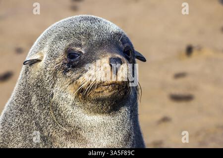 Große Pelzrobben, die sich in der Herbstsonne sonnen. Pelzrobben im Kap Cross, Namibia, Afrika Stockfoto