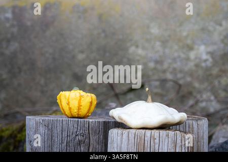 Weißer pattypischer Kürbis (Cucurbita pepo) und dekorativer orangefarbener und gelber Kürbis auf Holzstümpfen. Dekorative Kürbis- und weiße Kürbis-Pfanne. Stockfoto