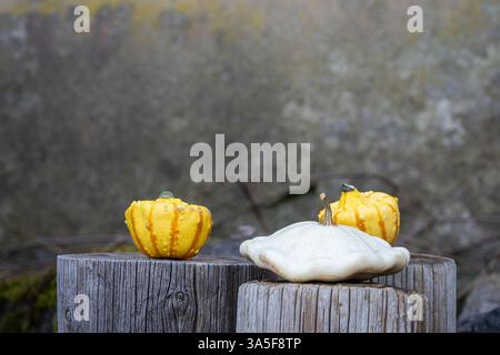 Weißer pattypischer Kürbis (Cucurbita pepo) und dekorative orange und gelbe Kürbis auf Holzstümpfen. Dekorative Kürbis und weiße Kürbis-Pfanne. Stockfoto