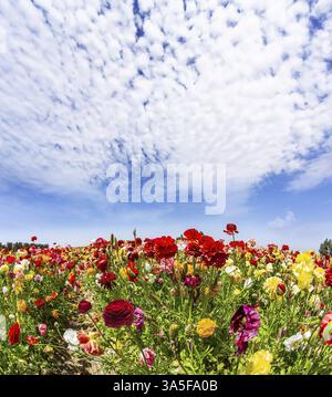 Blumenmeer. Frühling in Israel. In einem Kibbuz-Feld wachsen wunderschöne bunte GartenButterblumen. Wunderbarer Ausflug für die Schönheit des Frühlings Stockfoto