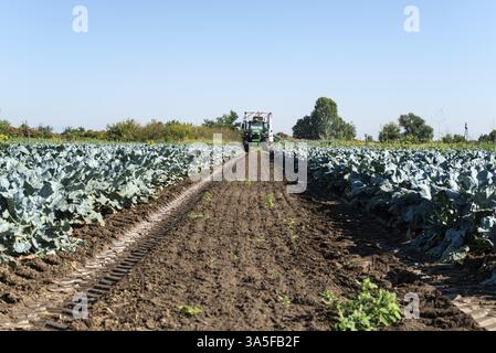 Traktor in Brokkoli Ackerland. Große Brokkoli Plantage. Konzept für wachsende Brokkoli. Sonnigen Tag. Spuren von traktorreifen Stockfoto