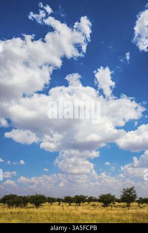 Cumulus Wolken über einer Ebenen Ebene. Entlang der Straße niedrige Bäume und gelbliches Gras Stockfoto