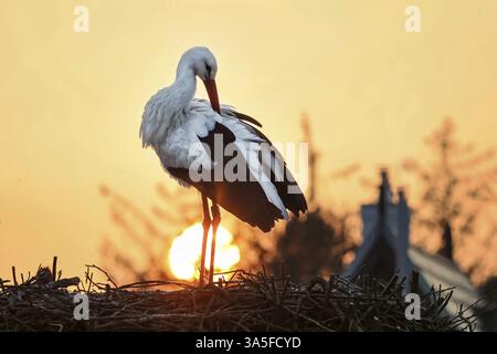 Weißstorch Stockfoto