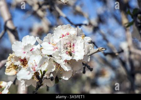 Blühender Mandelzweig. Schneeweiße Doppelblumen eines Mandelbaums mit einem blassrosa Kern. Biene sammelt Pollen aus der Mitte einer Blume. Frühe Sp Stockfoto