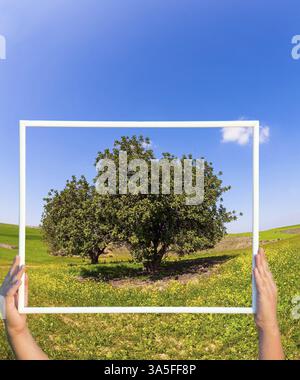Üppig blühende Akazie auf einem grünen Feld. Israel, Negev-Wüste. Blumenfelder und Wüstenakazien in der hellen Südsonne. Schöner, warmer Tag. Kinderz Stockfoto