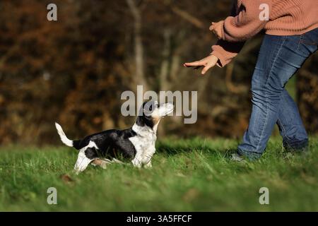 alten Jack Russell Terrier Stockfoto