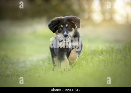 Berner-Berg-Hund-Berger-Blanc-Suisse Welpe Stockfoto