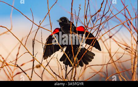 Ein männlicher Rotflügelbarsch (Agelaius phoeniceus) zeigt die roten Flecken auf seinen Flügeln, während er sein Lied in der Farmington Bay WMA, Utah, USA singt. Stockfoto