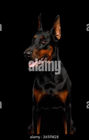 Vertikales Porträt eines Doberman-Hundes, der auf isoliertem schwarzem Hintergrund wegschaut Stockfoto