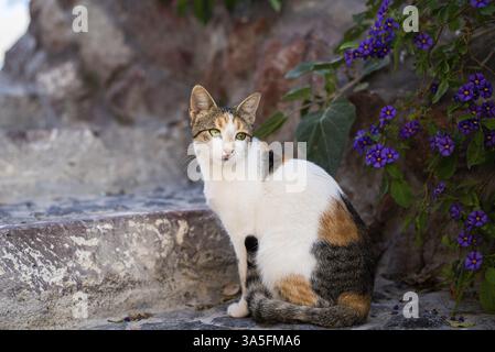 Straßenkatze auf Santorin Stockfoto