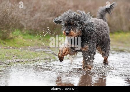 Royal Standard Pudel Stockfoto