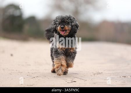 Royal Standard Pudel Stockfoto