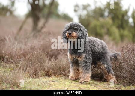 Royal Standard Pudel Stockfoto