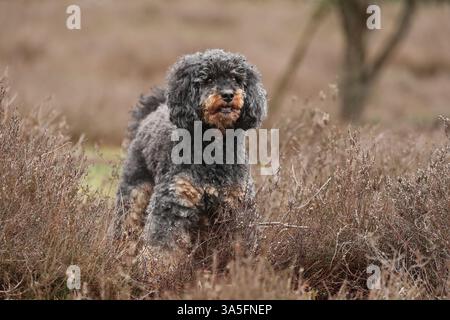Royal Standard Pudel Stockfoto