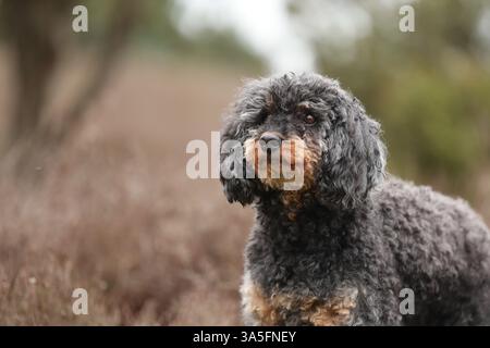 Royal Standard Pudel Stockfoto