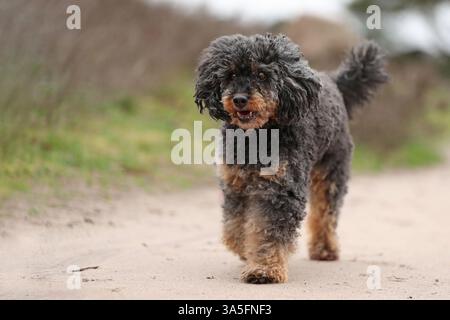 Royal Standard Pudel Stockfoto