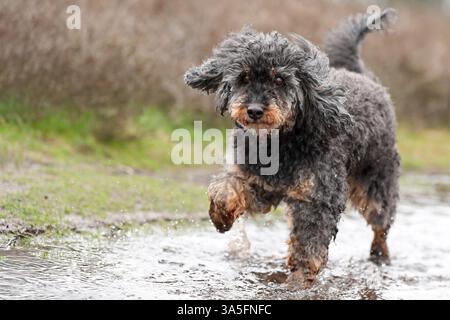 Royal Standard Pudel Stockfoto