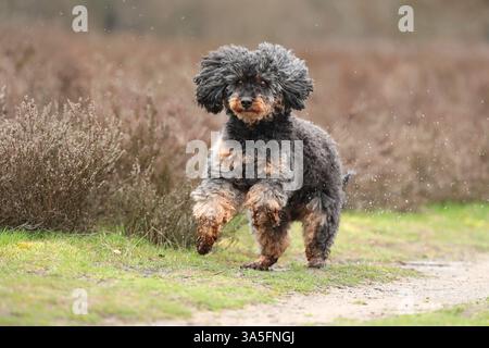 Royal Standard Pudel Stockfoto