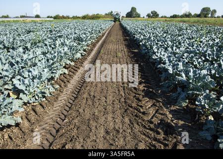 Traktor in Brokkoli Ackerland. Große Brokkoli Plantage. Konzept für wachsende Brokkoli. Sonnigen Tag. Spuren von traktorreifen Stockfoto