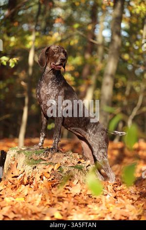 Deutscher Kurzhaarzeiger im Herbst Stockfoto