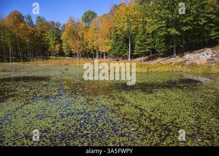 Kleiner, bewachsener See in Safari - Park Omega. Rot-orange Herbstlaub in Französisch-Kanada Stockfoto
