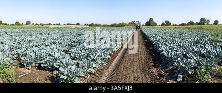 Traktor in Brokkoli Ackerland. Große Brokkoli Plantage. Konzept für wachsende Brokkoli. Sonnigen Tag. Spuren von traktorreifen Stockfoto