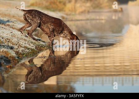 Deutscher Kurzhaarzeiger im Herbst Stockfoto