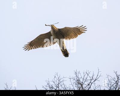 Weibliche Goshawk (Accipiter gentilis) mit Zweig zum Nest, Köln, Deutschland Stockfoto