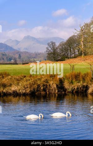 Blick auf die Langdale Pikes über den Fluss Brathay mit zwei Schwänen, die im Lake District National Park schwimmen. Elterwater, Ambleside, Cumbria, England, Vereinigtes Königreich, Brita Stockfoto