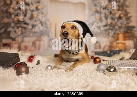 Mischling Stockfoto