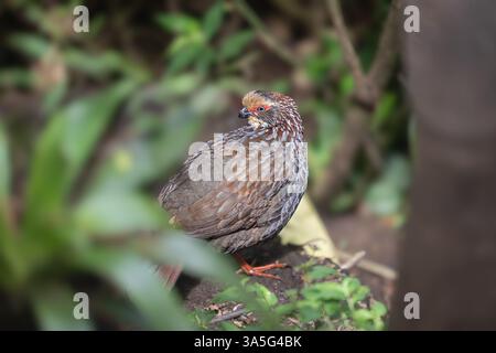 Die buffy-gekrönten Holzhuhn, Dendrortyx leucophrys, Familie Odontophoridae Stockfoto