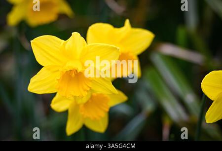 FrühlingsNarzissen in Blüte im kleinen städtischen Garten - UK Stockfoto
