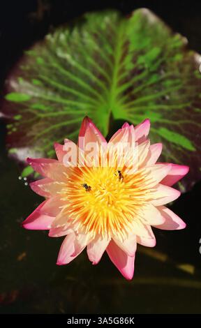 Wunderschöne pinke Seerose mit zwei kleinen Bienen, die Nectar auf ihren gelben Pollen sammeln Stockfoto
