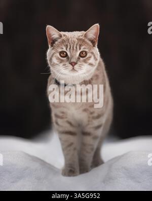 Britisch Kurzhaar Stockfoto