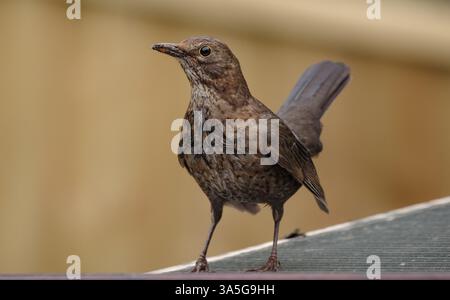 Eine weibliche Blackbird hält auf dem Dach des Wintergartens inne und blickt in die Kamera, bevor sie nasse Blätter aus der Rinnennähe sammelt, um ein Nest zu bauen (siehe andere Bilder) Stockfoto